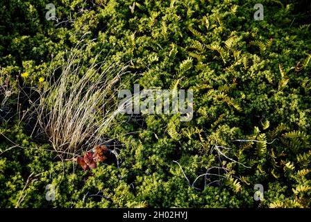 Flora sull'isola nell'arcipelago di Fjällbacka sulla costa occidentale della Svezia. Foto Stock