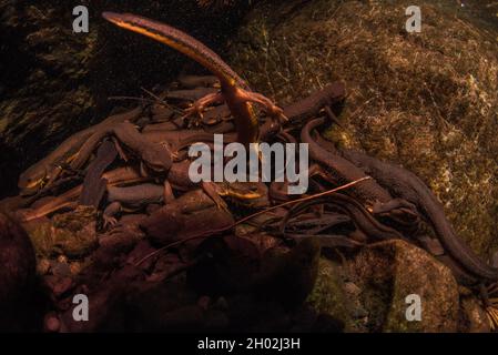 I newts della California (Taricha torosa) si raggruppano insieme sott'acqua per riprodursi. Queste salamandre acquatiche si riuniscono durante la stagione riproduttiva per riprodursi. Foto Stock