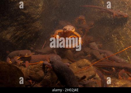 I newts della California (Taricha torosa) si raggruppano insieme sott'acqua per riprodursi. Queste salamandre acquatiche si riuniscono durante la stagione riproduttiva per riprodursi. Foto Stock