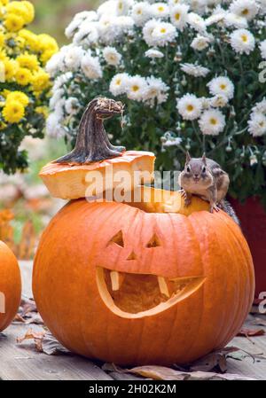 carino chippunk si siede sul bordo di un sorridente jack arancione o lanterna con graziose piante di crisantemo dietro Foto Stock