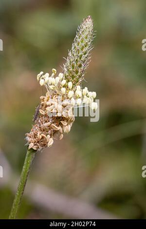 Testa di semi di Ribleaf o Ribwort Plantain Foto Stock