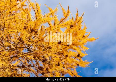 Ramo giallo autunno di Larice Larix decidua con coni di pino su sfondo di cielo blu con nuvole. Albero di conifere in tempo di sole. Foto Stock