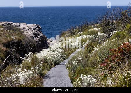 Fiori selvatici lungo il Sentiero a piedi nel Parco Nazionale di Kamay, Sydney Australia Foto Stock