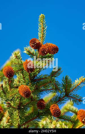 Coni di pino naturale di Natale e ramificazioni spinose sullo sfondo del cielo blu. Foto Stock