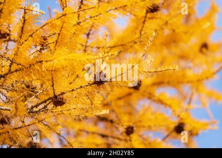 Sfondo autunnale di rami di larice color oro con coni nelle giornate di sole. Messa a fuoco morbida e selettiva in primo piano. Foto Stock