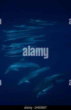 Cialda di Delfini Bottlenose comuni, tronca le Tursiops, con riflessione sulla superficie, Port St. Johns, Wild Coast, Eastern Cape, Transkei, Sudafrica Foto Stock