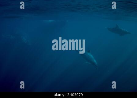 Coppia di Delfini Bottlenose comuni, Tursiops tronca, coppia leader di Humpback balene, Megaptera novaeangliae, nuoto in prossimità della superficie Foto Stock