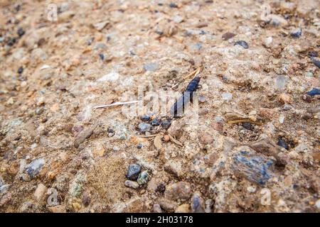 Black Myriapoda Millipede insetto strisciando sul terreno da vicino | piccolo nero Diplopoda insetto a piedi sul terreno con alcune rocce in giornata di sole Foto Stock