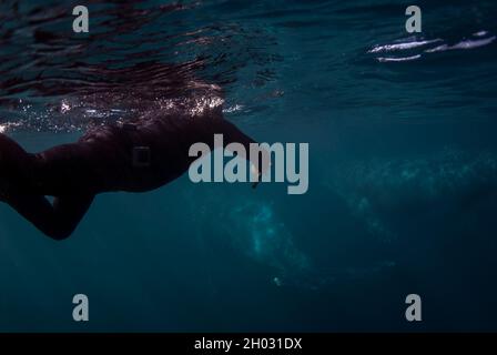Uomo vicino alla coppia di balene Humpback, Megaptera novaeangliae, nuoto vicino alla superficie, Port St. Johns, Wild Coast, Eastern Cape, Transkei, Sudafrica Foto Stock