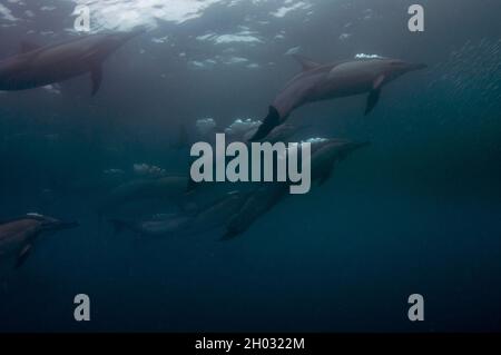 Delfins comune a becco lungo, Delfinus capensis, bolle soffocanti che si nutrono a scuola di pilchards dell'Africa meridionale, Sardinops sagax, Port St. Johns Foto Stock