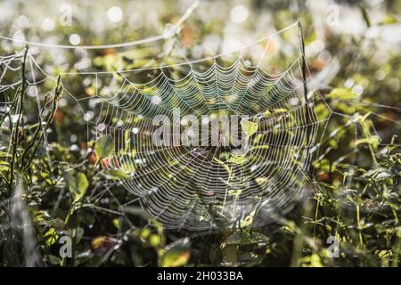 Il clima quasi indiano-estivo qui a metà settembre. Autunno mattina con dewdrops sull'erba e un bel nastro di ciottoli sul prato. Protezione dell'ONU Foto Stock