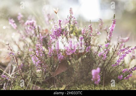 Calluna volgaris (erica comune, molva, o semplicemente erica) in fiore sotto il cielo blu e le nuvole bianche e soffici, fiori viola sul campo laterale collinare Foto Stock