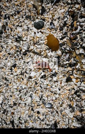 Granchio colorato tra le conchiglie schiacciate | granchio rosso viola arancione sulla spiaggia coperta di conchiglie vista dall'alto Foto Stock