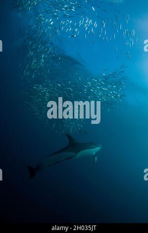 Delfini comuni a becco lungo, Delfinus capensis, che si nutrono di baitball di pilchards dell'Africa meridionale, sagace di Sardinops, Port St. Johns, Wild Coast Foto Stock