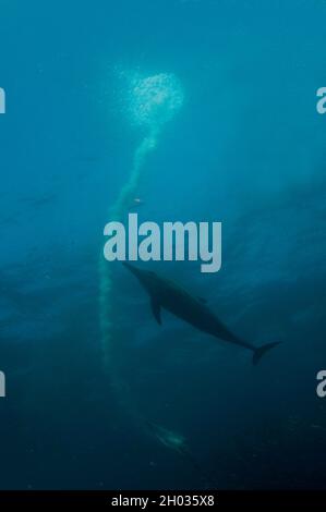 Capo Gannet, Morus capensis, Endangered, con il pennacchio dalle immersioni nella scuola dei pilchards dell'Africa australe, sagax di Sardinops Foto Stock