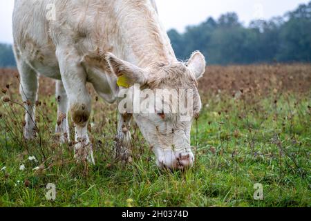 Bestiame Charolais pascolo su ricchi pascoli in Slovacchia. Foto Stock