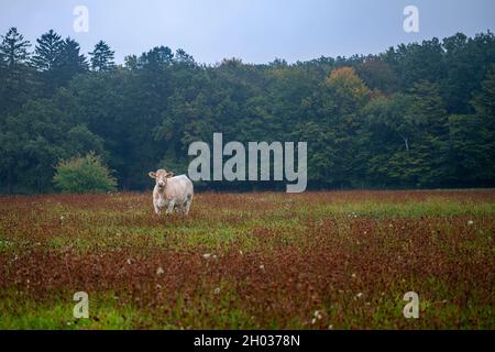 Bestiame Charolais pascolo su ricchi pascoli in Slovacchia. Foto Stock