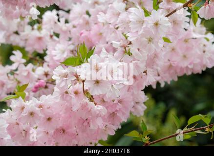 Prunus «accolade» (accolata di ciliegia ornamentale, accolata di ciliegia fiorente. Fiori rosa pallido a fine primavera/inizio estate Foto Stock