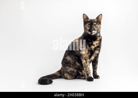 Gatto giovane nero con macchie rosse Foto Stock