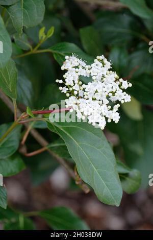 Testa piatta di piccoli fiori bianchi di Viburnum tinus 'Israele' in tardo inverno / primavera Foto Stock