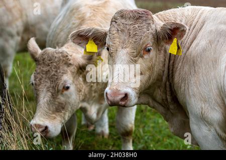 Gruppo di bovini charolais pascolo su pascoli ricchi in Slovacchia. Mandria di bovini Charolais. Foto Stock