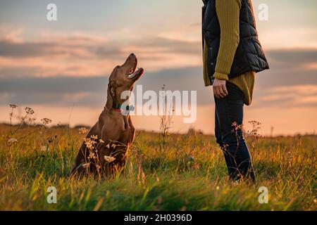 Bel cane Vizsla ungherese e il suo proprietario durante la sessione di allenamento di obbedienza all'aperto. Comando Sit and Stay. Donna con ritratto cane da caccia. Foto Stock