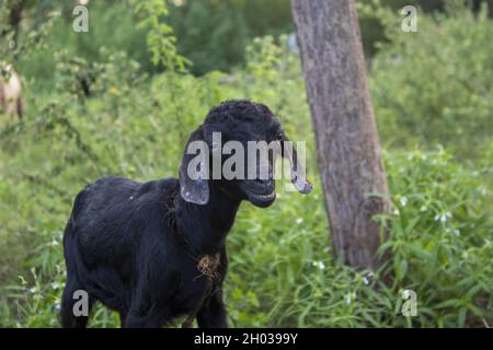 Primo piano di una capra nera vicino ad un albero nella natura Foto Stock