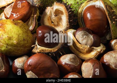 Il seme o conker del Cavallo-castagno è racchiuso in un caso spinoso rotondo fino a quando è maturo e pronto per essere disperso. Il caso si divide quindi in posizione aperta Foto Stock