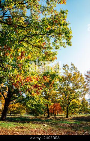 Banwolseong Fortezza autunno foresta a Gyeongju, Corea Foto Stock