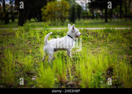 West highland bianco terrier cane in piedi in erba nella vista laterale del parco | piccolo cane bianco solleva una zampa anteriore all'aperto profilo vista Foto Stock