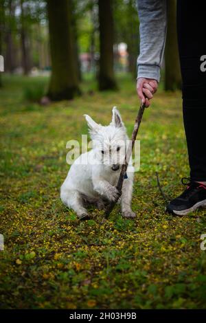 West Highland bianco terrier tenuta con bastone di zampa tenuto da mano della persona | piccolo cane bianco che gioca nel parco con il proprietario su erba verde, sfondo alberi Foto Stock
