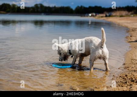 Piccolo cane bianco afferrare disco volante dall'acqua sul lago della spiaggia | West highland bianco terrier giocare disco volante e fetching profilo vista laterale Foto Stock