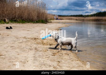 Wet piccolo cane bianco che esce dall'acqua tenendo flying disc in bocca profilo vista laterale | West highland bianco terrier giocare con flying disc fetching Foto Stock