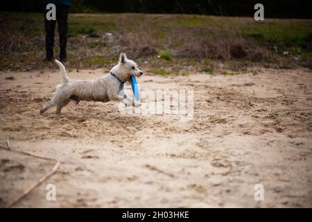 West highland bianco terrier cane in esecuzione con flying disc in bocca profilo vista laterale | piccolo cane che gioca con flying disc e fetching su una spiaggia Foto Stock
