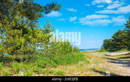 Dune di а, sulla spiaggia del Mar Baltico. Valkla, Estonia Foto Stock