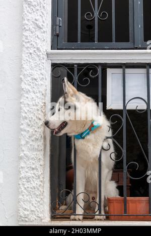 Cane Husky siberiano appoggiato sul balcone di una casa Foto Stock