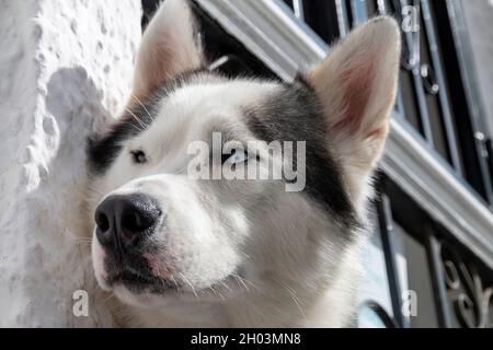 Primo piano ritratto del volto di un cane di Husky siberiano Foto Stock