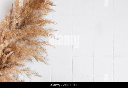Flatlay di pampas erba su sfondo piastrella. Concetto minimo. Disposizione piatta, vista dall'alto, spazio di copia. Foto Stock