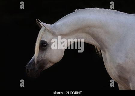 Bel ritratto facciale di uno stallone arabo bianco isolato su nero Foto Stock