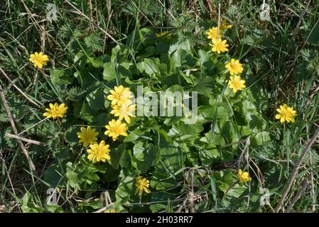 Minore celandina (ficaria verna) giallo, tipo di latticello piante fioritura in primavera, Berkshire, marzo Foto Stock