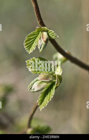 Sviluppo ed espansione di foglie a doppia dentellatura di nocciola comune (Corylus avellana) un piccolo albero deciduo in primavera, marzo Foto Stock