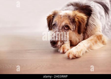 Bianco, nero e marrone colore fuzzy grande cane a casa sul pavimento Foto Stock