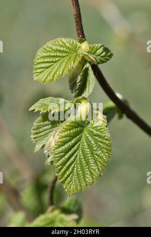Sviluppo ed espansione di foglie a doppia dentellatura di nocciola comune (Corylus avellana) un piccolo albero deciduo in primavera, aprile Foto Stock