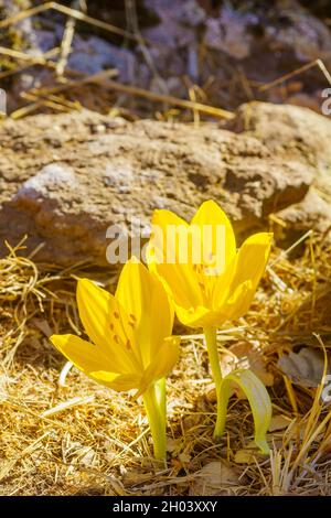 Vista di un fiore selvatico Sternbergia, in autunno, nelle alture del Golan, Israele settentrionale Foto Stock