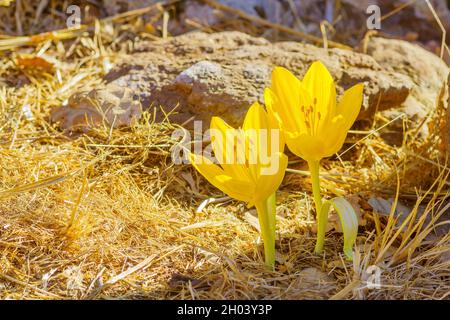 Vista di un fiore selvatico Sternbergia, in autunno, nelle alture del Golan, Israele settentrionale Foto Stock