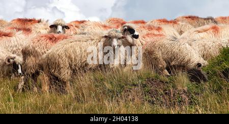 mandria di pecore nelle alpi dolomiti, ovis ariete, pecore è un tipico animale da fattoria in montagna Foto Stock