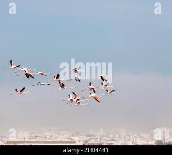 Un gregge di grandi fenicotteri, roseo fenicottero, sorvolando le Marismas de Barbate, Andalusia, Spagna, in una mattinata torbida. Foto Stock