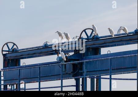 Un gregge misto post-riproduzione di Little Egret, Egretta garzetta, e bestiame Egret, Bubulcus ibis, in piedi su un chiusa a la Janda, Andalusia, Spagna, wh Foto Stock