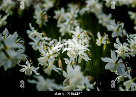 Daffodils Narcissus bianco puro che cresce in un giardino in Cornovaglia. Foto Stock