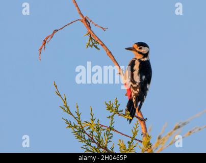 Great Spotted Woodpecker, Dendrcopos Major, picchiato Woodpecker arroccato in un albero sopra un Giardino britannico Foto Stock